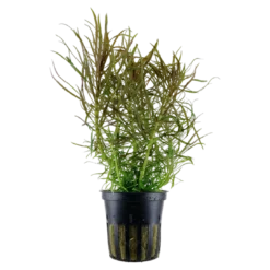 New Tropica Akvarieplante i potte Pogostemon stellatus Akvarieplanter