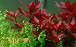 Best Tropica Akvarieplante i potte Ludwigia repens Rubin Akvarieplanter
