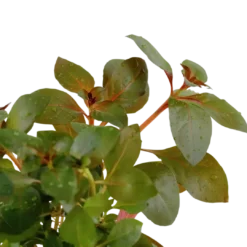 Best Tropica Akvarieplante i potte Ludwigia repens Rubin Akvarieplanter