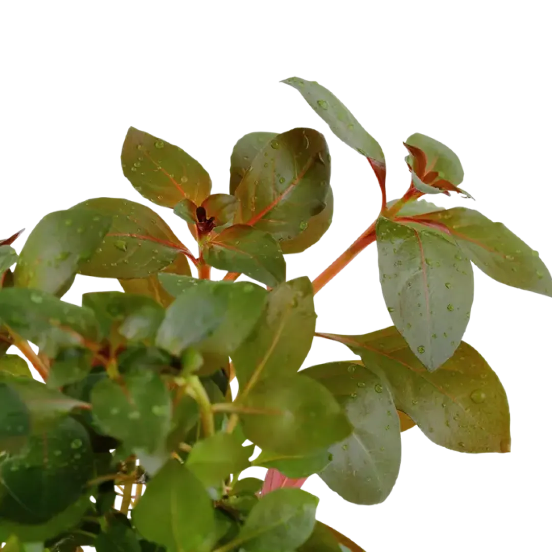 Best Tropica Akvarieplante i potte Ludwigia repens Rubin Akvarieplanter