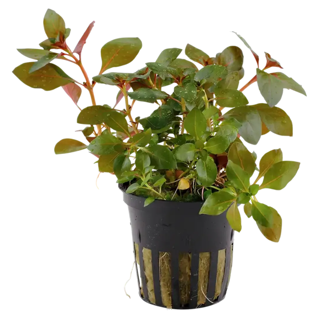 Best Tropica Akvarieplante i potte Ludwigia repens Rubin Akvarieplanter