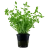 Hot Tropica Akvarieplante i potte Lindernia rotundifolia Akvarieplanter