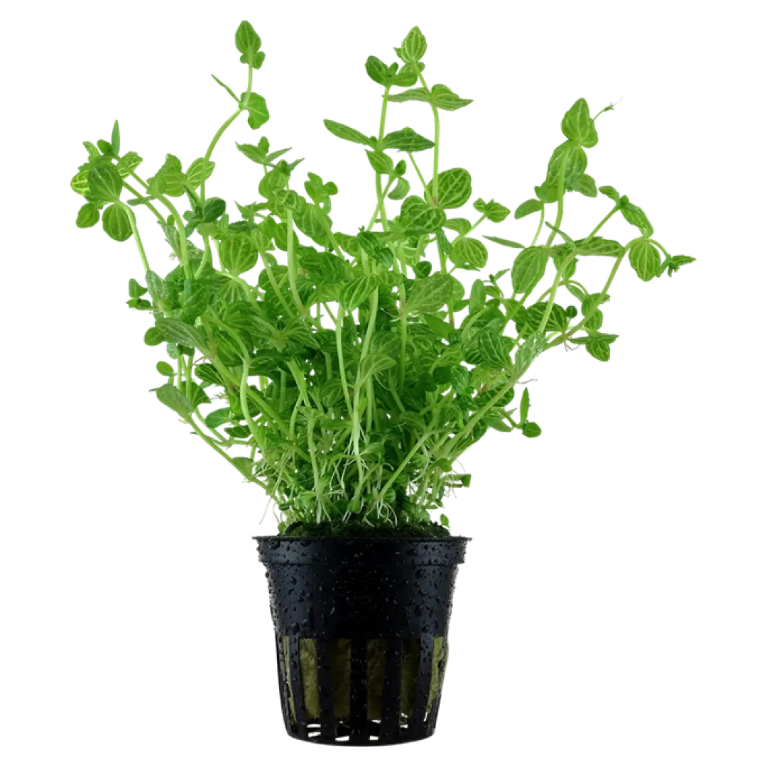 Hot Tropica Akvarieplante i potte Lindernia rotundifolia Akvarieplanter