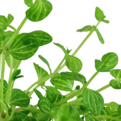 Hot Tropica Akvarieplante i potte Lindernia rotundifolia Akvarieplanter