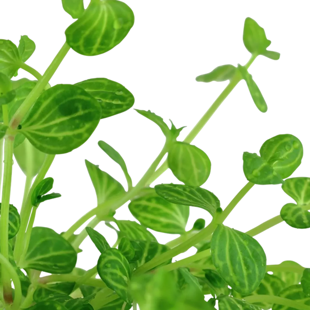 Hot Tropica Akvarieplante i potte Lindernia rotundifolia Akvarieplanter