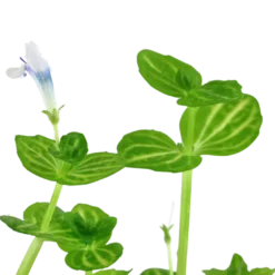 Hot Tropica Akvarieplante i potte Lindernia rotundifolia Akvarieplanter