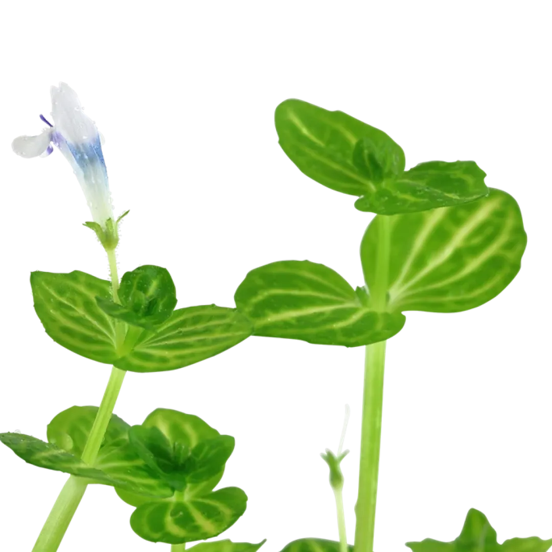 Hot Tropica Akvarieplante i potte Lindernia rotundifolia Akvarieplanter