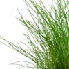 Tropica Akvarieplante ipotte Eleocharis parvula Akvarieplanter