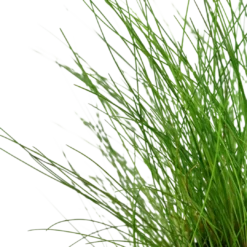 Tropica Akvarieplante ipotte Eleocharis parvula Akvarieplanter