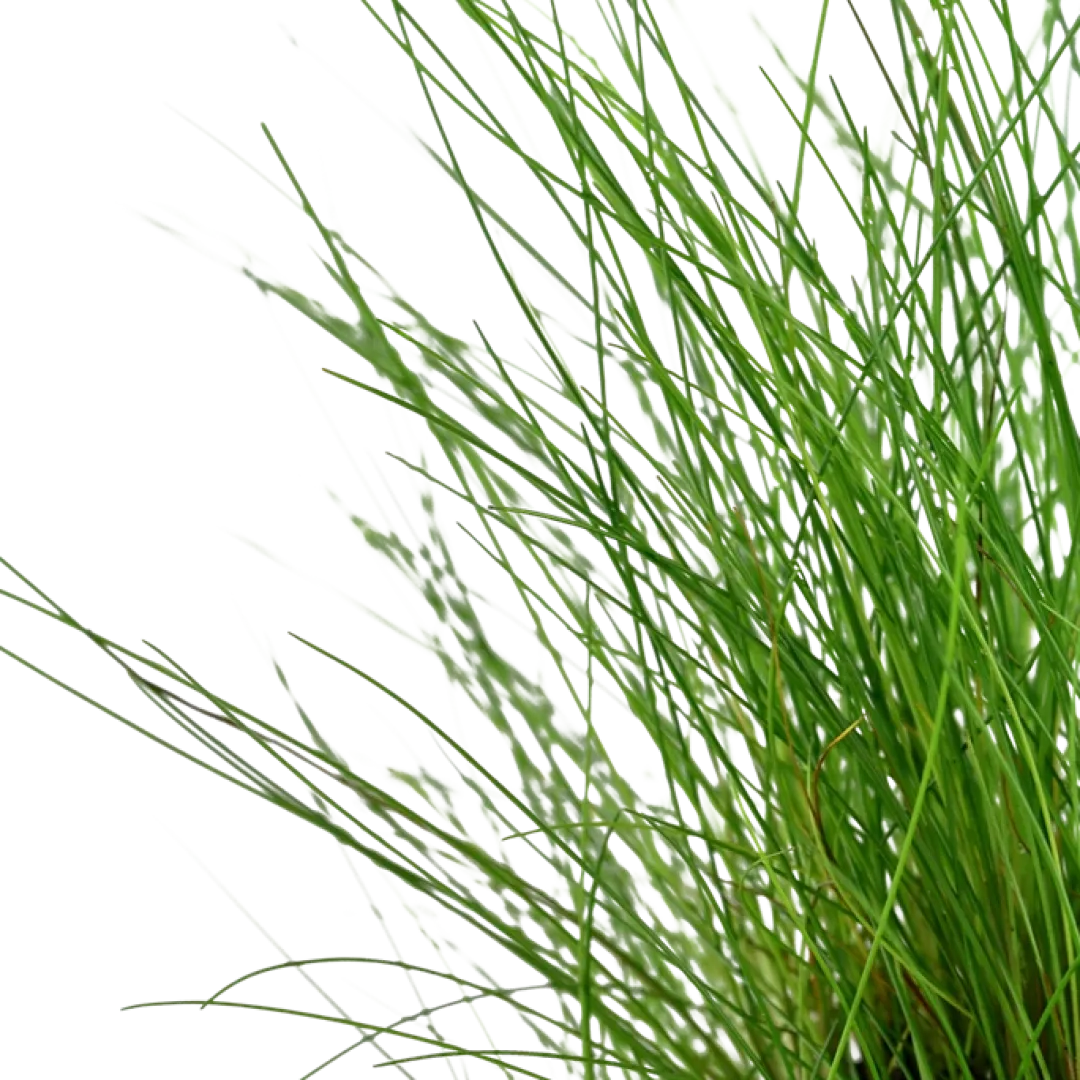 Tropica Akvarieplante ipotte Eleocharis parvula Akvarieplanter