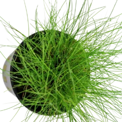 Tropica Akvarieplante ipotte Eleocharis parvula Akvarieplanter