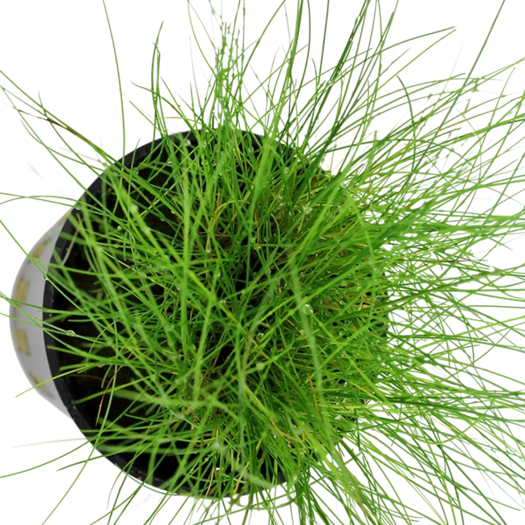 Tropica Akvarieplante ipotte Eleocharis parvula Akvarieplanter