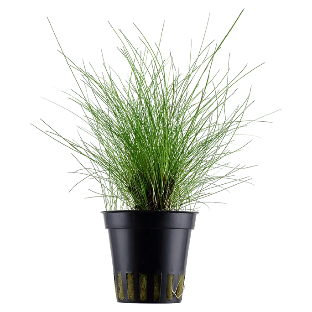 Tropica Akvarieplante ipotte Eleocharis parvula Akvarieplanter