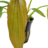 New Tropica Akvarieplante i potte Echinodorus Red Diamond Akvarieplanter