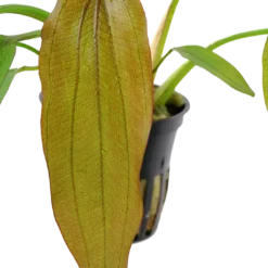 New Tropica Akvarieplante i potte Echinodorus Red Diamond Akvarieplanter
