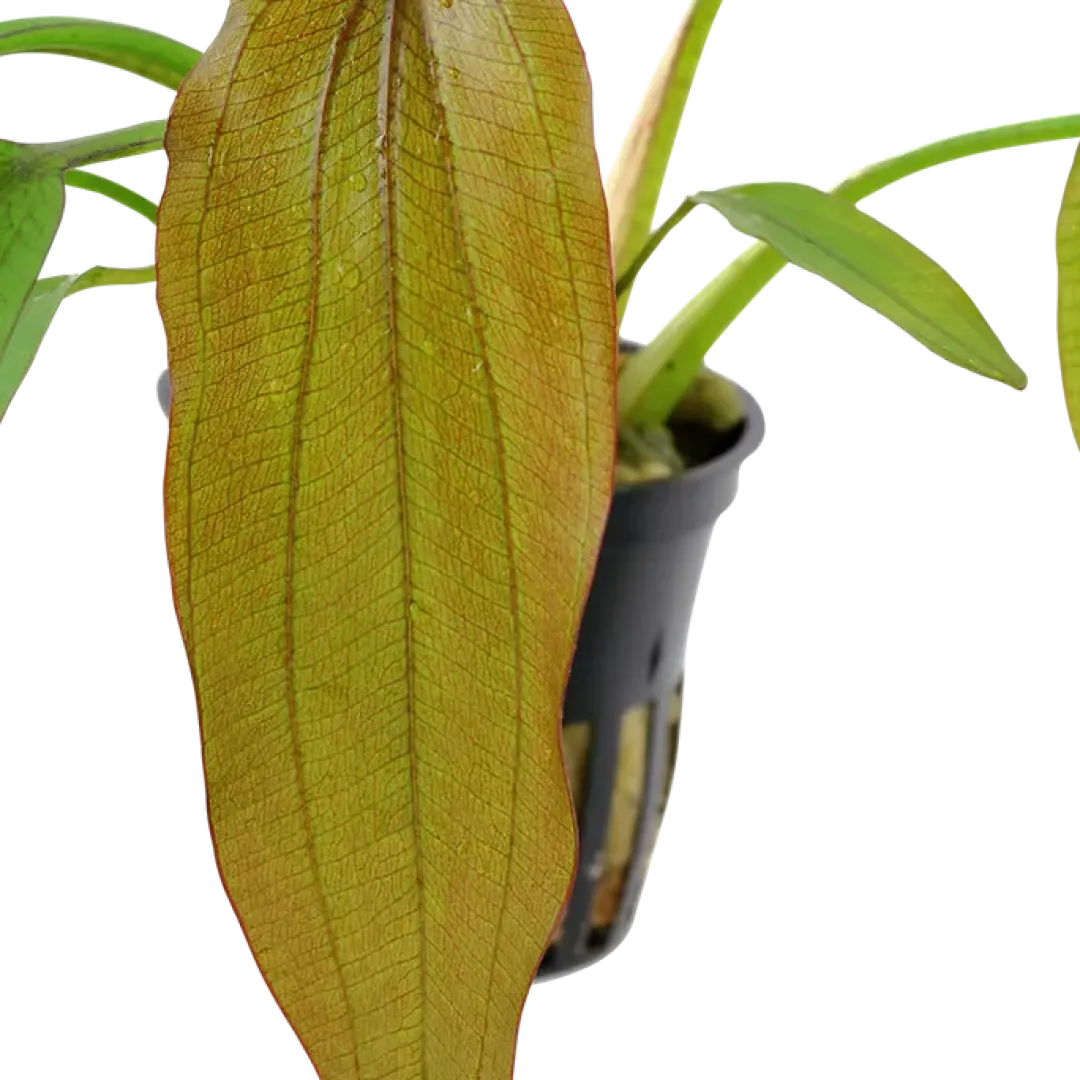 New Tropica Akvarieplante i potte Echinodorus Red Diamond Akvarieplanter