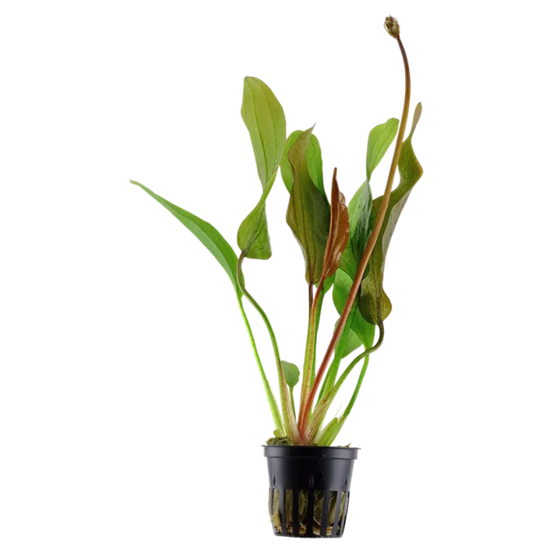 New Tropica Akvarieplante i potte Echinodorus Red Diamond Akvarieplanter