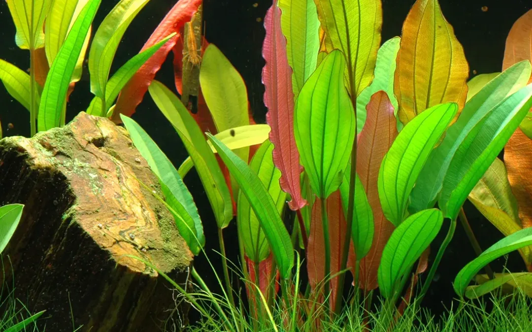 New Tropica Akvarieplante i potte Echinodorus Red Diamond Akvarieplanter