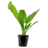 New Tropica Akvarieplante i potte Echinodorus cordifolius fluitans Akvarieplanter