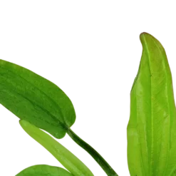 New Tropica Akvarieplante i potte Echinodorus cordifolius fluitans Akvarieplanter
