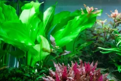 New Tropica Akvarieplante i potte Echinodorus cordifolius fluitans Akvarieplanter