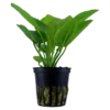 Clearance Tropica Akvarieplante i potte Echinodorus Aquartica Akvarieplanter
