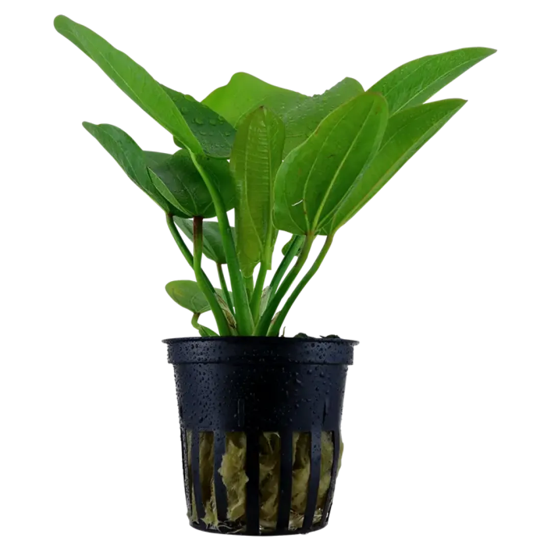 Clearance Tropica Akvarieplante i potte Echinodorus Aquartica Akvarieplanter