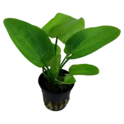Clearance Tropica Akvarieplante i potte Echinodorus Aquartica Akvarieplanter