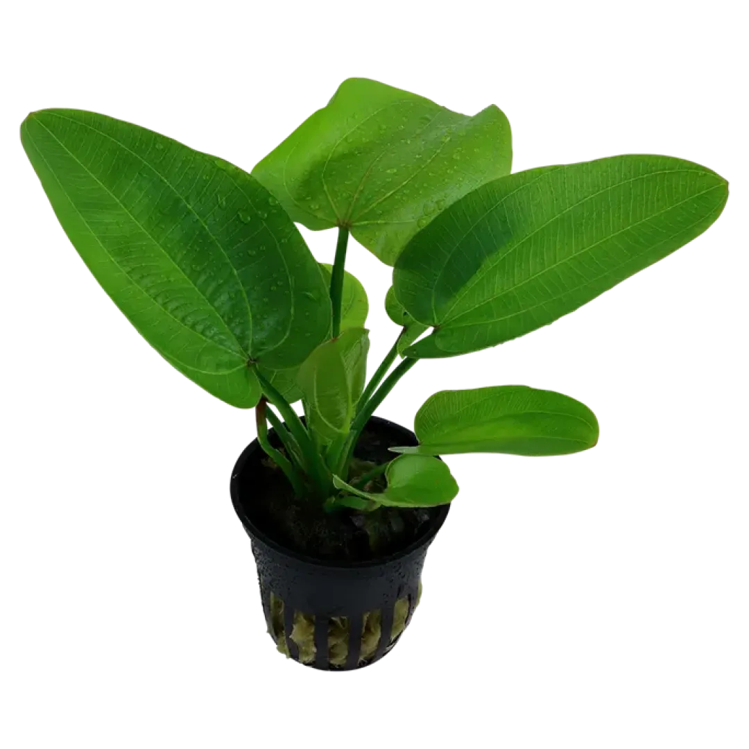 Clearance Tropica Akvarieplante i potte Echinodorus Aquartica Akvarieplanter