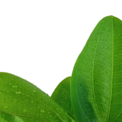 Clearance Tropica Akvarieplante i potte Echinodorus Aquartica Akvarieplanter