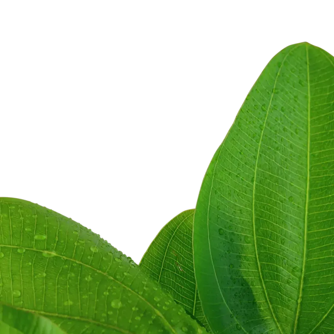 Clearance Tropica Akvarieplante i potte Echinodorus Aquartica Akvarieplanter
