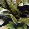Online Tropica Akvarieplante i potte Cryptocoryne wendtii Tropica Akvarieplanter