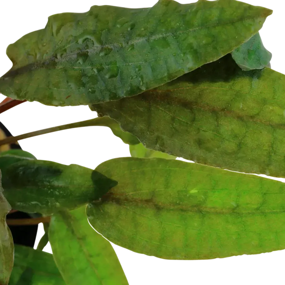 Online Tropica Akvarieplante i potte Cryptocoryne wendtii Tropica Akvarieplanter