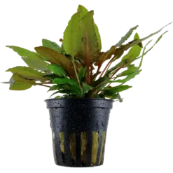 Online Tropica Akvarieplante i potte Cryptocoryne wendtii Tropica Akvarieplanter