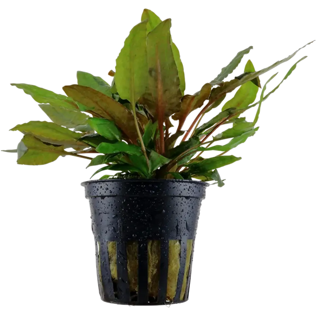 Online Tropica Akvarieplante i potte Cryptocoryne wendtii Tropica Akvarieplanter
