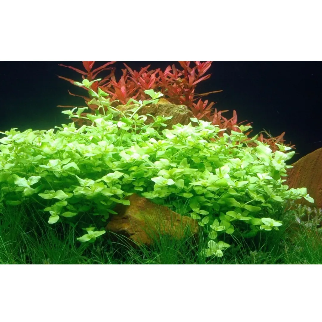 Discount Tropica Akvarieplante i potte Bacopa australis Akvarieplanter
