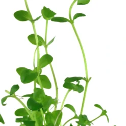 Discount Tropica Akvarieplante i potte Bacopa australis Akvarieplanter