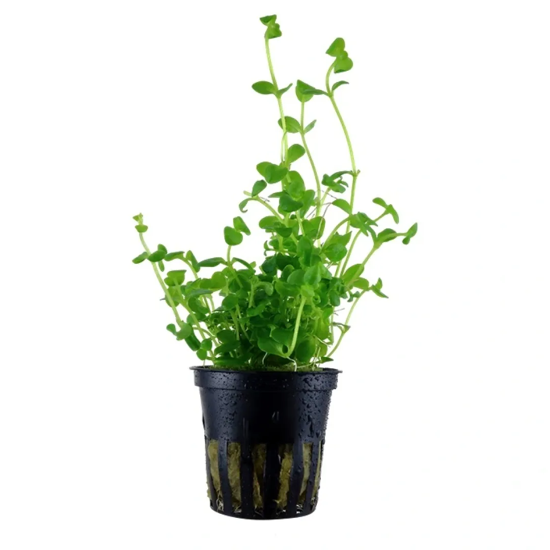 Discount Tropica Akvarieplante i potte Bacopa australis Akvarieplanter