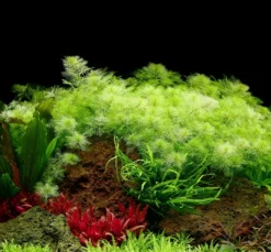 New Tropica Akvarieplante i potte Myriophyllum mattogrossense Akvarieplanter