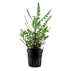 Sale Tropica Akvarieplante i potte Hygrophila pinnatifida Akvarieplanter