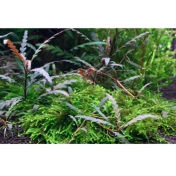 Sale Tropica Akvarieplante i potte Hygrophila pinnatifida Akvarieplanter
