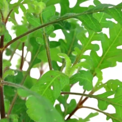 Sale Tropica Akvarieplante i potte Hygrophila pinnatifida Akvarieplanter