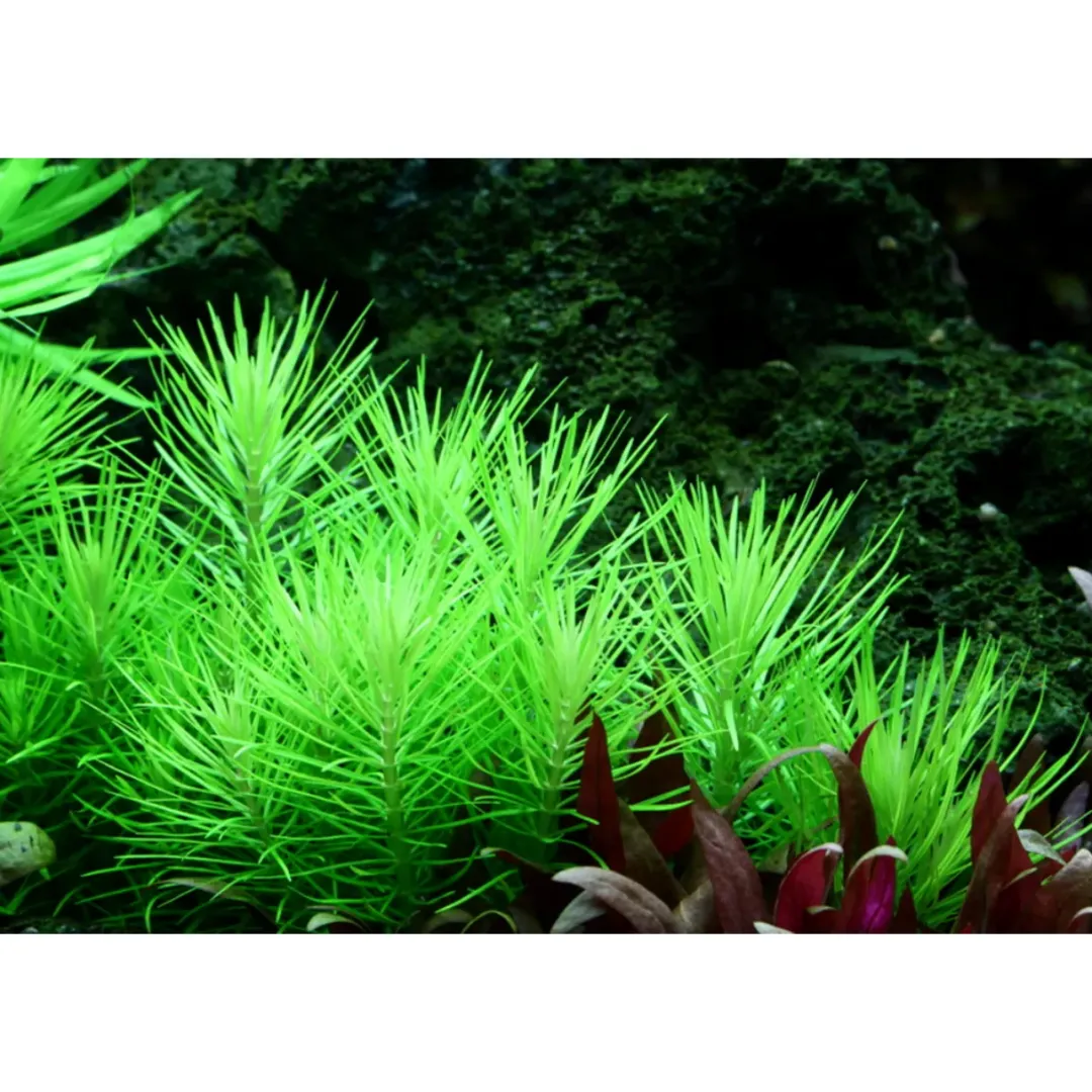 New Tropica Akvarieplante i potte Pogostemon deccanensis Akvarieplanter