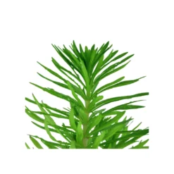 New Tropica Akvarieplante i potte Pogostemon deccanensis Akvarieplanter