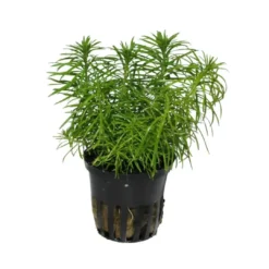 New Tropica Akvarieplante i potte Pogostemon deccanensis Akvarieplanter