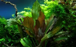 Hot Tropica Akvarieplante i potte Echinodorus Reni Akvarieplanter