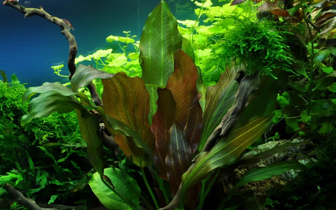 Hot Tropica Akvarieplante i potte Echinodorus Reni Akvarieplanter