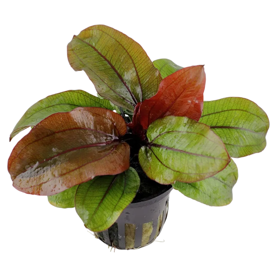 Hot Tropica Akvarieplante i potte Echinodorus Reni Akvarieplanter