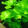 Best Tropica Akvarieplante i potte Nymphoides hydrophylla Taiwan Akvarieplanter