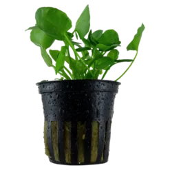 Best Tropica Akvarieplante i potte Nymphoides hydrophylla Taiwan Akvarieplanter